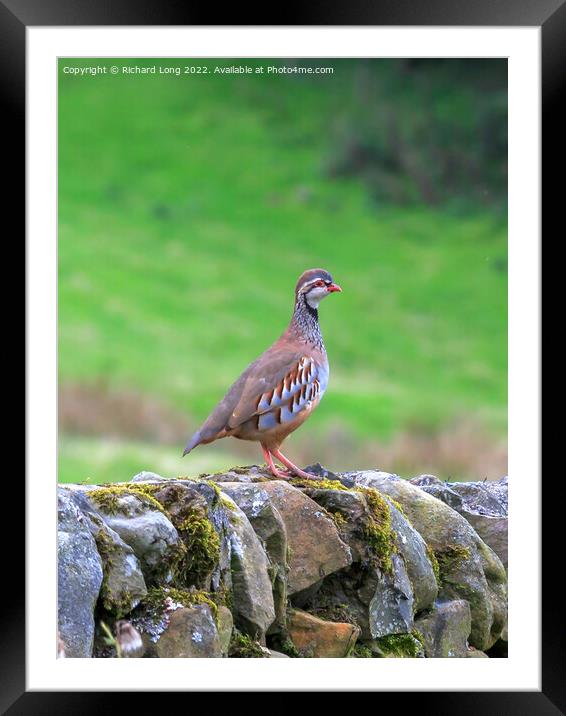 Red - Legged Partridge Framed Mounted Print by Richard Long