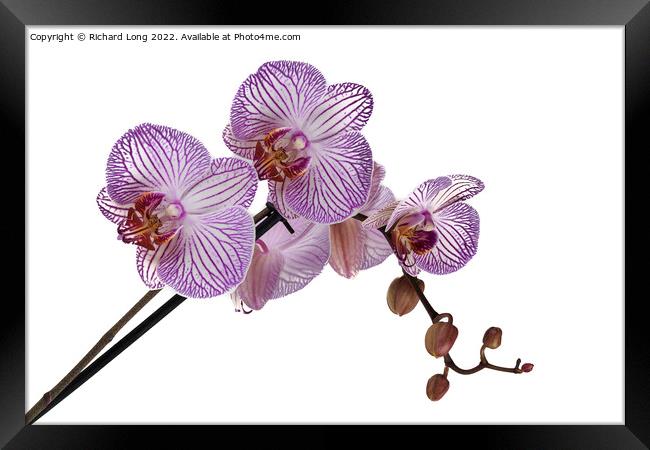 Purple stripe Orchid Framed Print by Richard Long