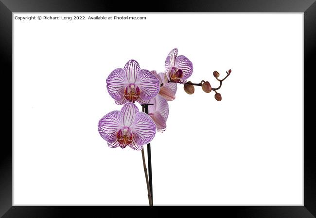 Purple Stripe Orchid Framed Print by Richard Long