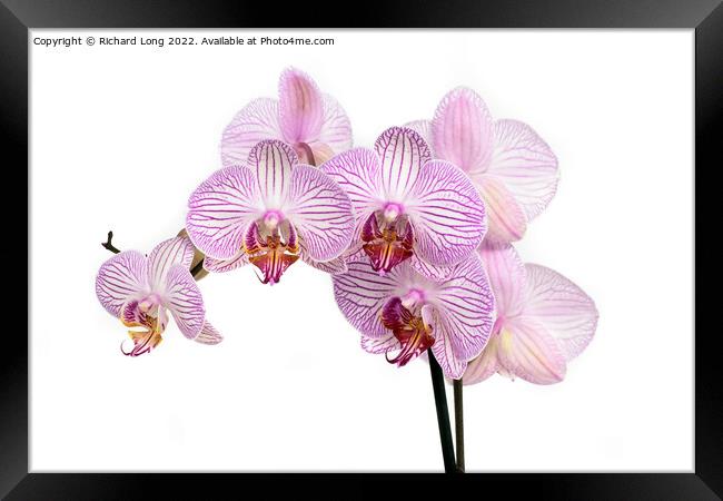 Purple striped multi flower orchid Framed Print by Richard Long