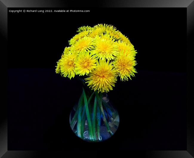 Yellow Dandelion flowers Framed Print by Richard Long