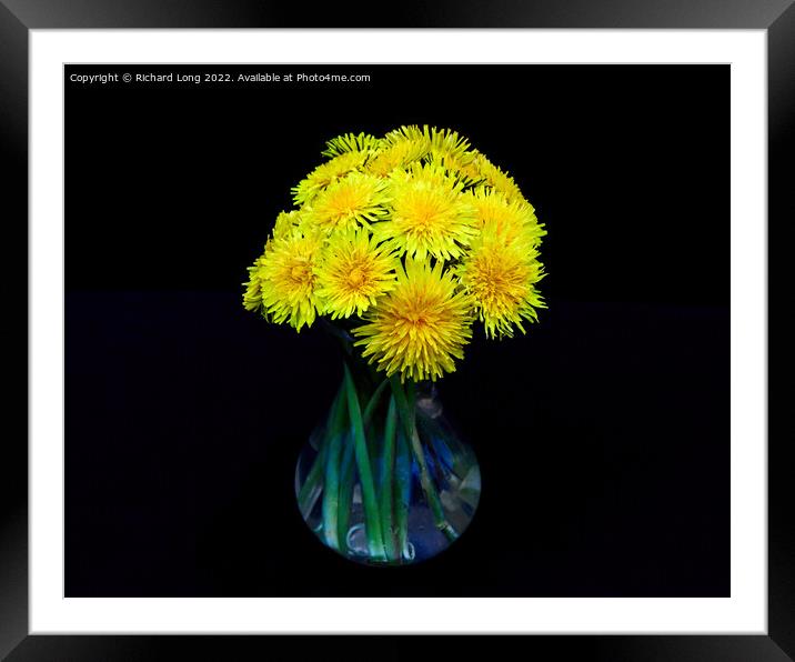 Yellow Dandelion flowers Framed Mounted Print by Richard Long