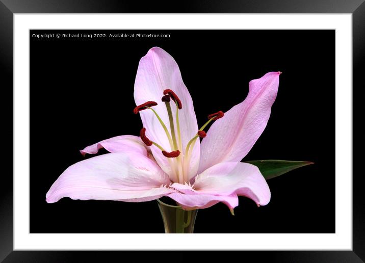 Single Pink Lilly flower Framed Mounted Print by Richard Long