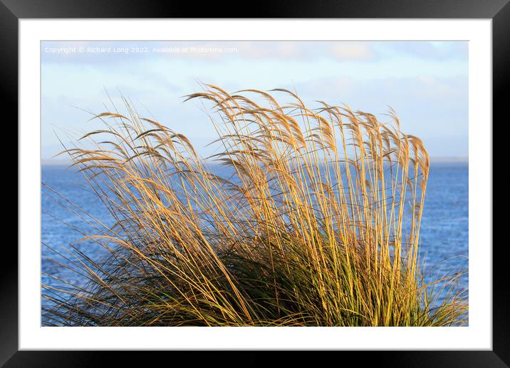 Reed grass Framed Mounted Print by Richard Long