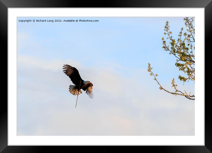 Sunlit Bald Eagle in flight  Framed Mounted Print by Richard Long