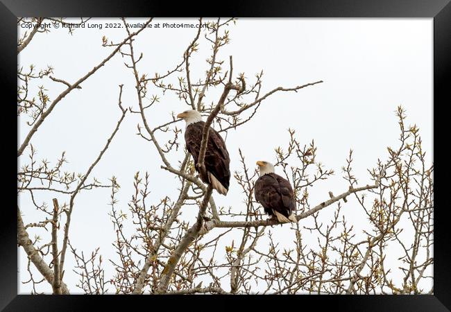Pair of Bald Eagles perched  Framed Print by Richard Long