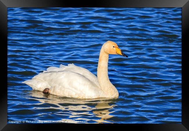 Whooper Swan Framed Print by Richard Long