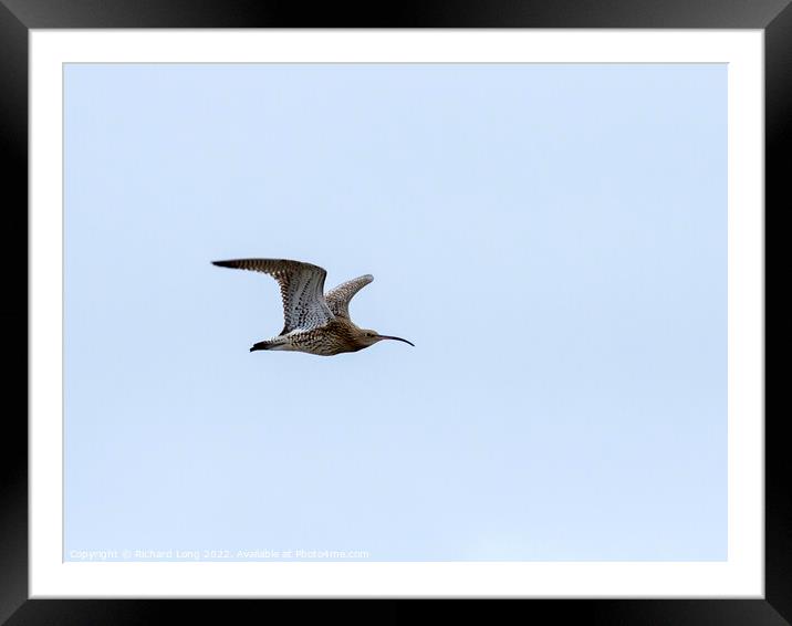 Curlew flying  Framed Mounted Print by Richard Long