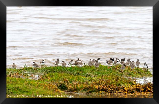 Ringed Plover Framed Print by Richard Long