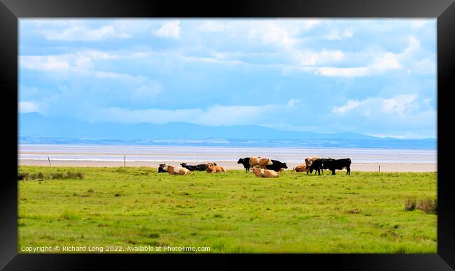 Cattle grazing near the Solway firth Framed Print by Richard Long