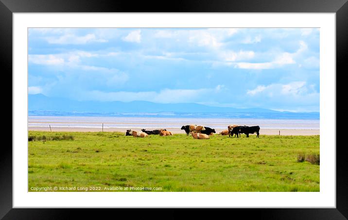Cattle grazing near the Solway firth Framed Mounted Print by Richard Long