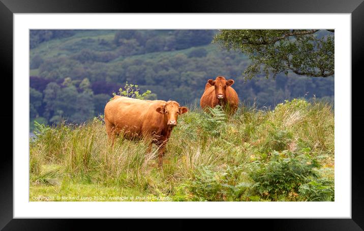Two Dexter cows Framed Mounted Print by Richard Long