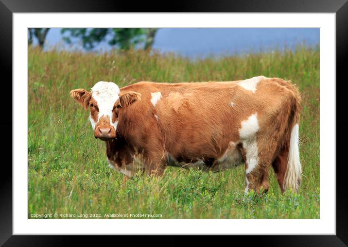 Single Ayrshire cow Framed Mounted Print by Richard Long