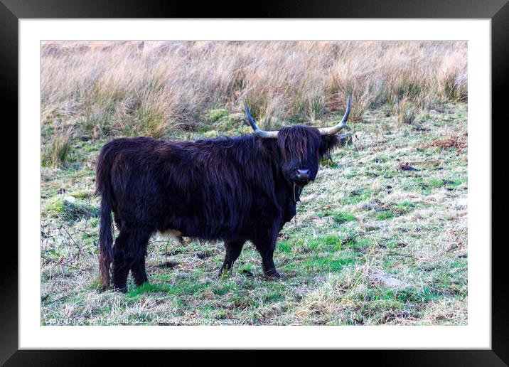 Black Highland Cow Framed Mounted Print by Richard Long