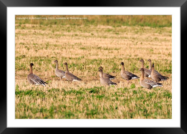 Small flock of Pink Footed Geese Framed Mounted Print by Richard Long