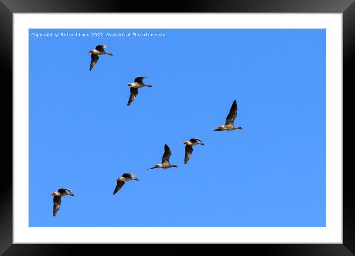 Flock of Pink Footed Geese flying Framed Mounted Print by Richard Long