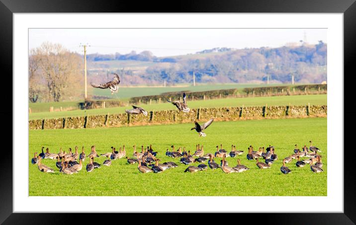 Pink footed Geese Framed Mounted Print by Richard Long