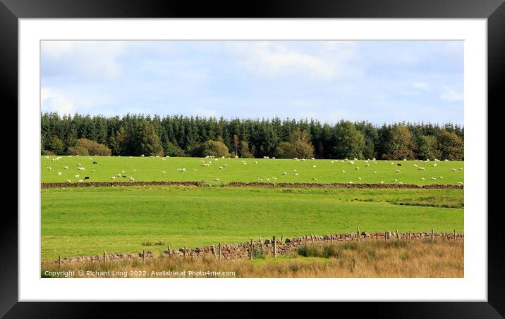 Sheep grazing Framed Mounted Print by Richard Long