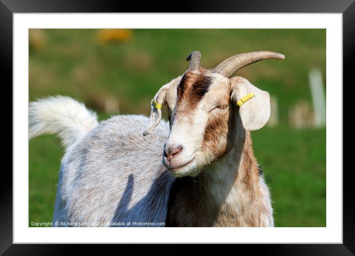 Boer Goat Framed Mounted Print by Richard Long