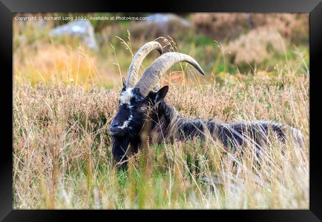 Wild Goat  Framed Print by Richard Long