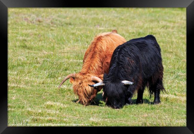 Highland Cows Framed Print by Richard Long