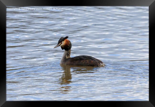  Great Crested Grebe Framed Print by Richard Long