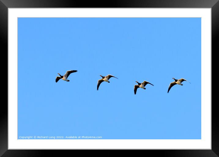 Flight of four Barnacle Geese  Framed Mounted Print by Richard Long