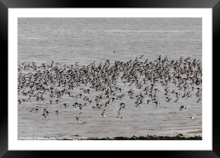 Large flock of Oyster Catchers Framed Mounted Print by Richard Long