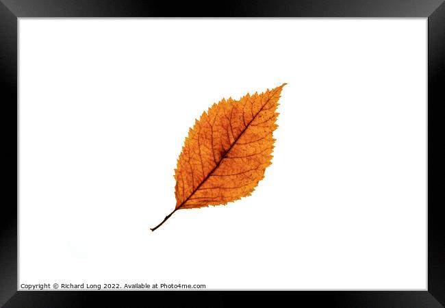 Autumn coloured Beech leaf Framed Print by Richard Long