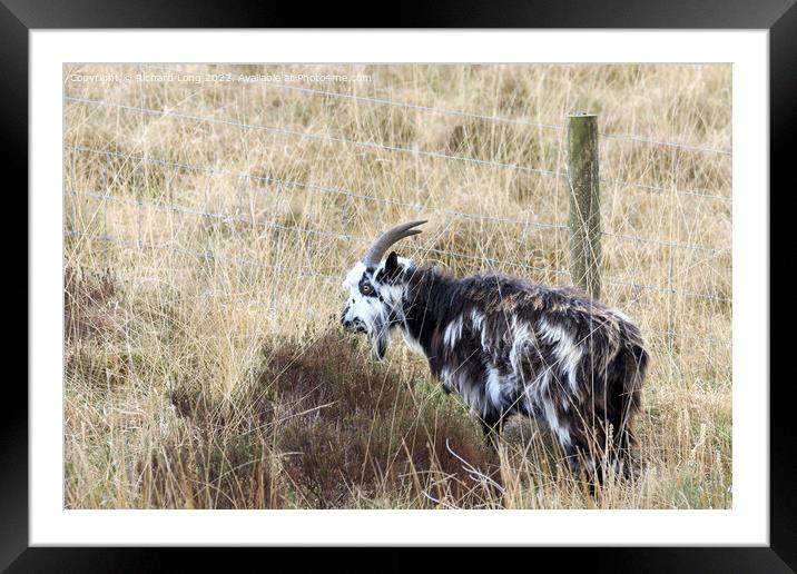 Wild Goat Framed Mounted Print by Richard Long