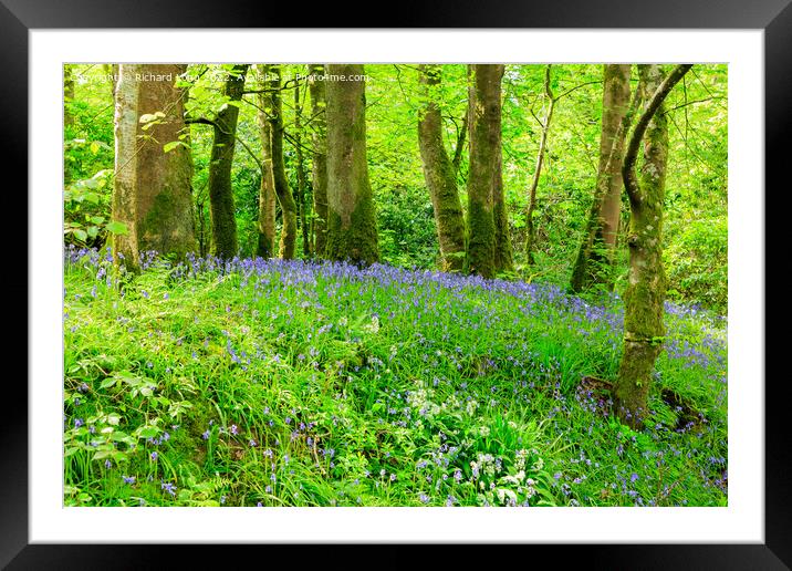 Bluebells  Framed Mounted Print by Richard Long