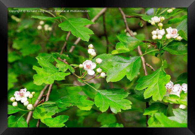 Hawthorn flower Framed Print by Richard Long