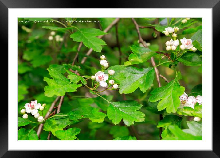 Hawthorn flower Framed Mounted Print by Richard Long