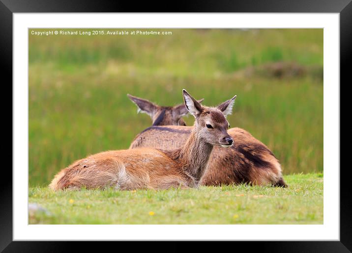 Two young Deer resting Framed Mounted Print by Richard Long