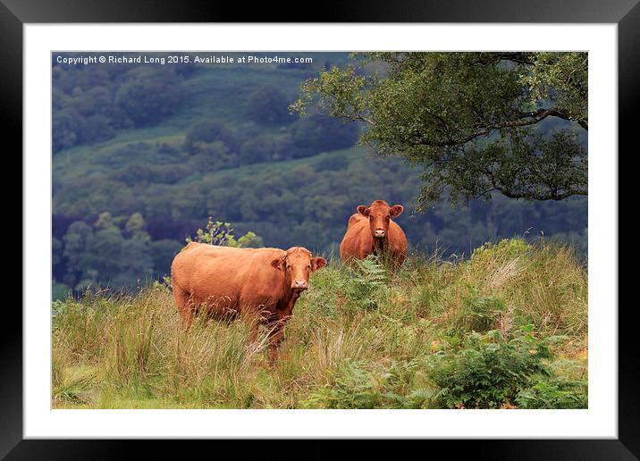 Two Dexter cows standing in long grass Framed Mounted Print by Richard Long