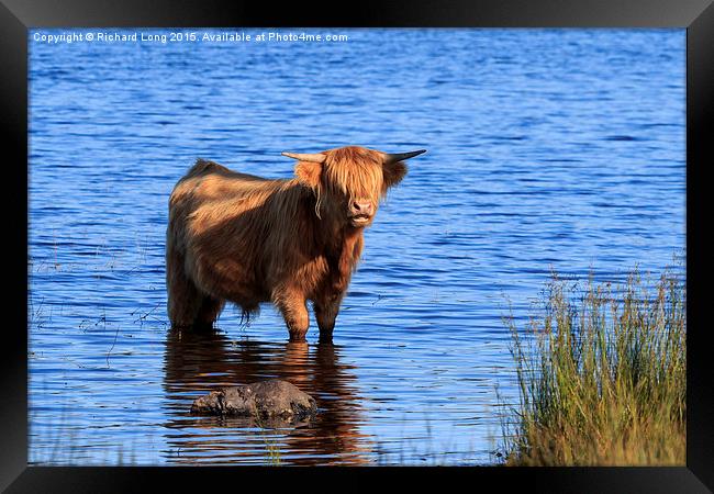  Sunlit Highland cow standing in Loch Achray Framed Print by Richard Long