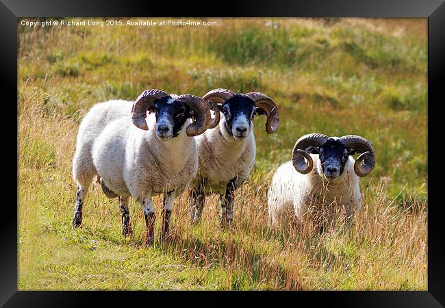 Three Scottish Black Faced Sheep Framed Print by Richard Long