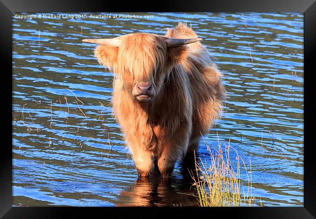 Highland Cow standing in the waters of Loch Achray Framed Print by Richard Long