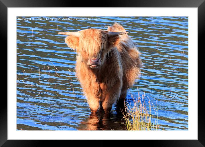 Highland Cow standing in the waters of Loch Achray Framed Mounted Print by Richard Long