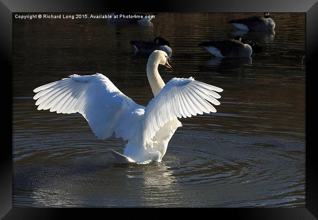  Sunlit Mute Swan with outstretched wings Framed Print by Richard Long