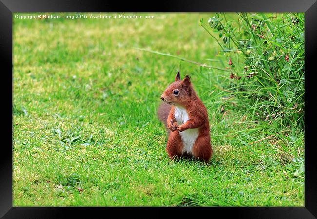   Alert Scottish Red Squirrel Framed Print by Richard Long