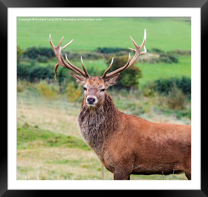 Magnificent Proud Red Deer Stag  Framed Mounted Print by Richard Long