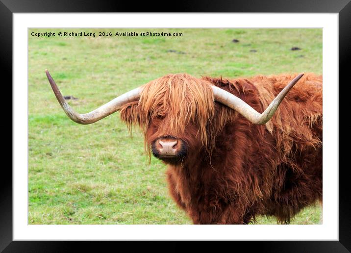 Highland cow with large horns Framed Mounted Print by Richard Long