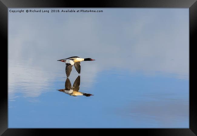 Goosander touching reflection in flight over water Framed Print by Richard Long