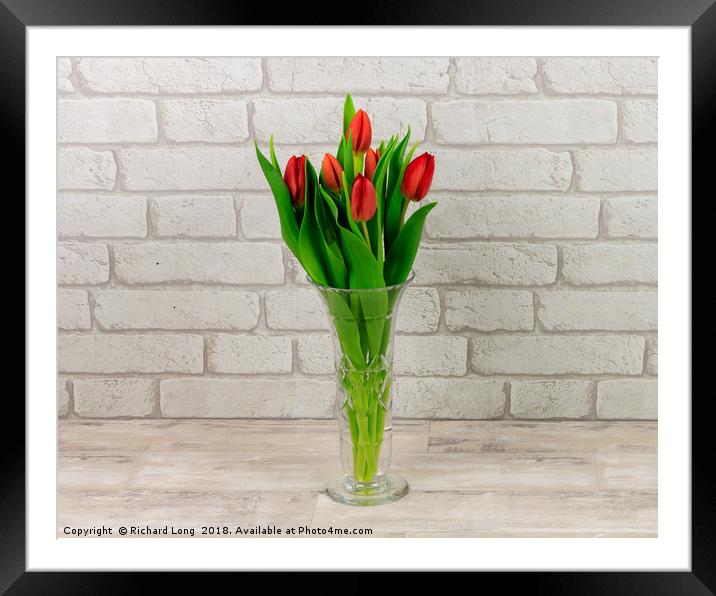 Red Tulips in a glass vase Framed Mounted Print by Richard Long