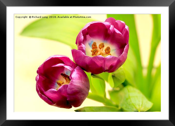 Purple Tulip flower heads Framed Mounted Print by Richard Long