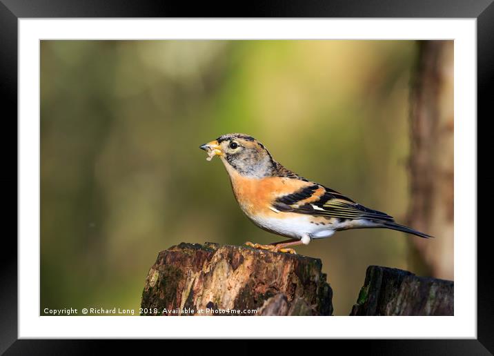 Sunlit male Brambling perched on tree stump Framed Mounted Print by Richard Long