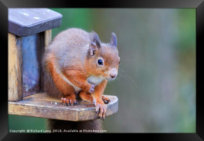 Red Squirrel sitting on feeder box Framed Print by Richard Long