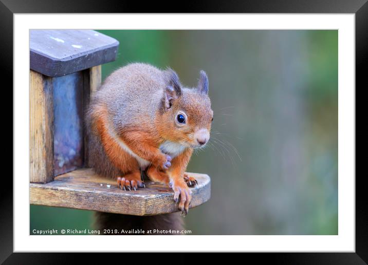 Red Squirrel sitting on feeder box Framed Mounted Print by Richard Long