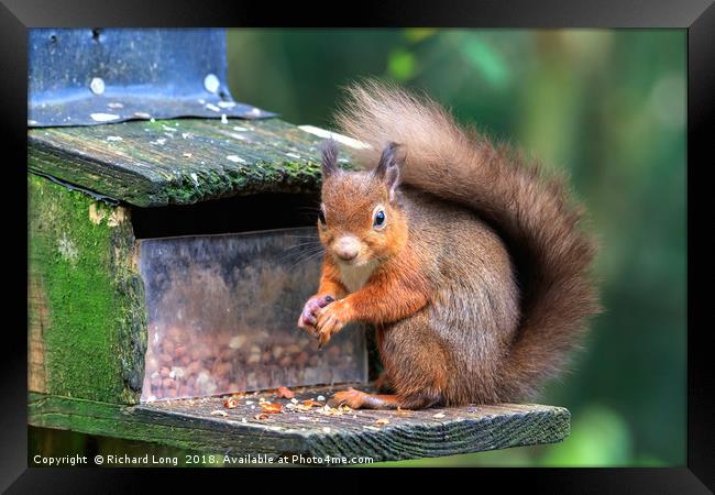 Inquisitive Red Squirrel  Framed Print by Richard Long